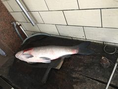 -荣兴河鲜楼(江口店)