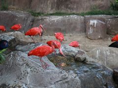-芽庄珍珠岛游乐园