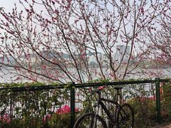 -东莞植物园