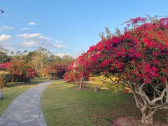 -中国科学院西双版纳热带植物园