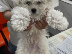 -伟伟宠物医院·CT影像中心·瑞派犬猫综合性门诊(汉口总院)