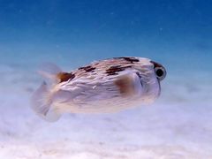 -班拉雅潜水度假村