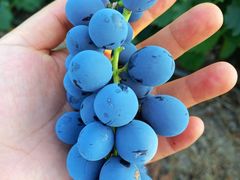 -马陆小张葡萄园农家乐