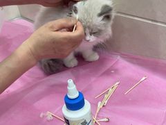 -北京观赏动物医院·24小时大型综合·猫专科·异宠专科