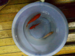 android_upload_pic-上海大自然野生昆虫馆