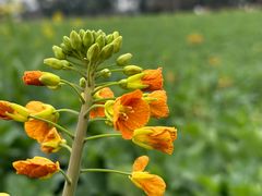 -中国天府农业博览园