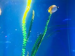 -上海海洋水族馆