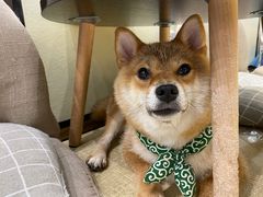 -逗柴咖啡屋·狗咖猫咖宠物桌游