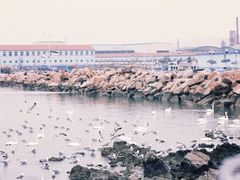 -烟墩角天鹅湖