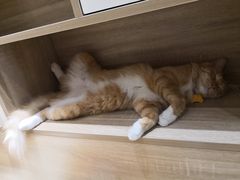 -藏猫猫咖啡主题馆(中央大道店)