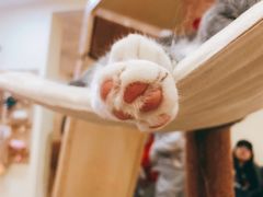 -滚猫咖啡·猫咖·猫友好撸猫(未来城店)