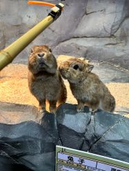 -Zoolung Zoolung动物主题公园(海信广场店)