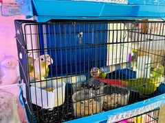 -山东柏宁水族批发广场