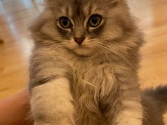 -猫咪派对(江南西店)
