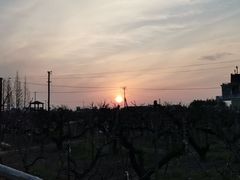 -南汇水蜜桃采摘(大团店)