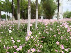 -金银湖国家城市湿地公园