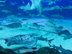 -烟台海昌鲸鲨海洋公园