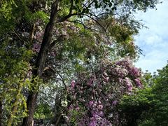 -深圳国际园林花卉博览园