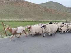 -青海湖国家重点风景名胜区