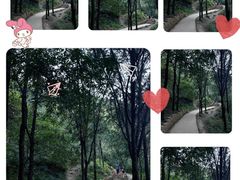 -北京西山国家森林公园