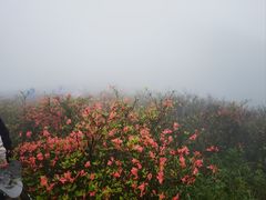 -大围山国家森林公园