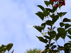 -中山市树木园