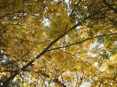 -三里屯东五街银杏大道