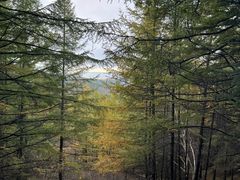 -苏木山森林公园