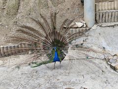 -栾川竹海野生动物园