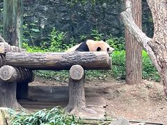 -都江堰中华大熊猫苑