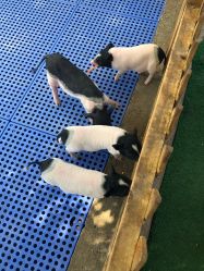 -萌宠亲子动物乐园(槐房万达店)