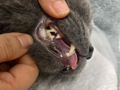 -纳吉亚猫专科动物诊疗中心(蒋宅口分院)
