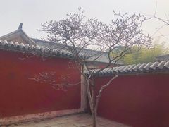 -泰山风景名胜区-普照寺