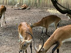 -清迈夜间动物园