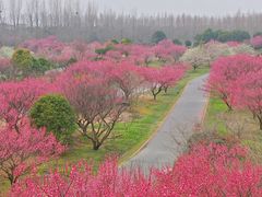 -花开海上生态园