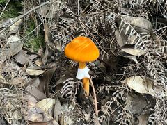 -铁山坪森林公园