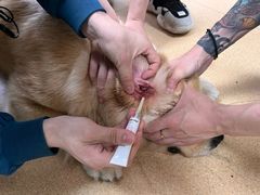 -瑞派·关忠动物医院·猫专科·犬专科(三环新城店)