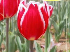 -长春公园(普阳街道)