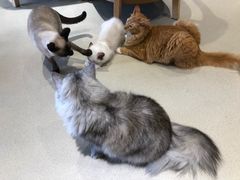 -藏猫猫咖啡主题馆(中央大道店)