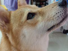 -汪说·狗咖(旺城大厦店)