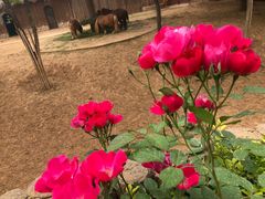 -石家庄市动物园