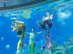 -海合安武汉极地海洋公园