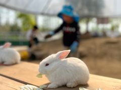 -前小桔亲子创意农场·草莓采摘·露营烧烤