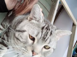 -幸运7纹身刺青Lucky7tattoo