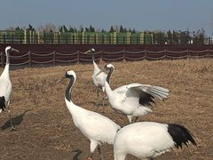 -盐城丹顶鹤湿地生态旅游区
