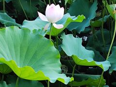 -荔湾湖公园