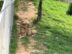 -西霞口神雕山野生动物世界