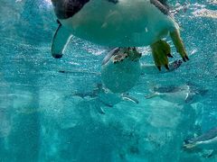-珠海长隆海洋王国