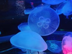 -太平洋海底世界