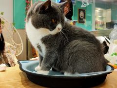 -绒爪撸猫下午茶·猫咖
